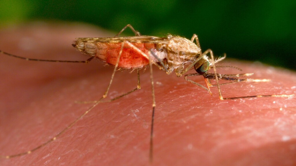 What Is Malaria And How Concerned Should People Be In The Us? Our Medical Analyst Explains
