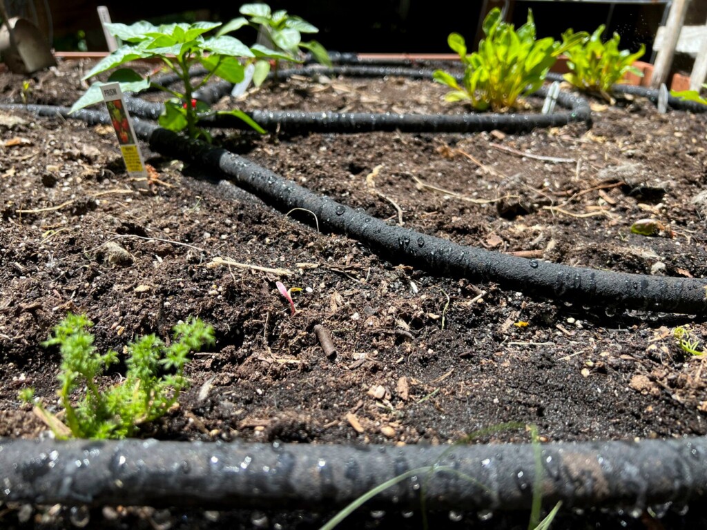 Watering Right Can Save Gardeners Money, Gallons And Their Plants, Too