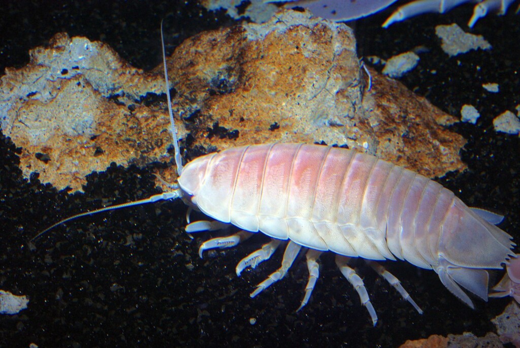 What We Know About The Ocean’s Depths — And Why It’s So Risky To Explore It