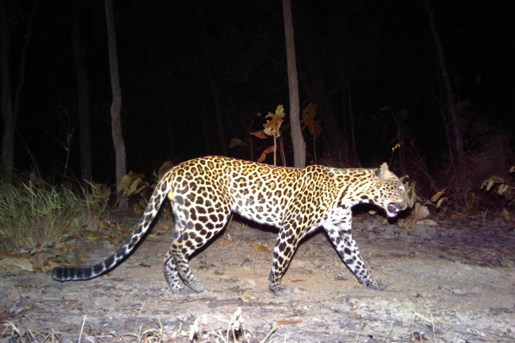 These Endangered Leopards Are Disappearing From Cambodia