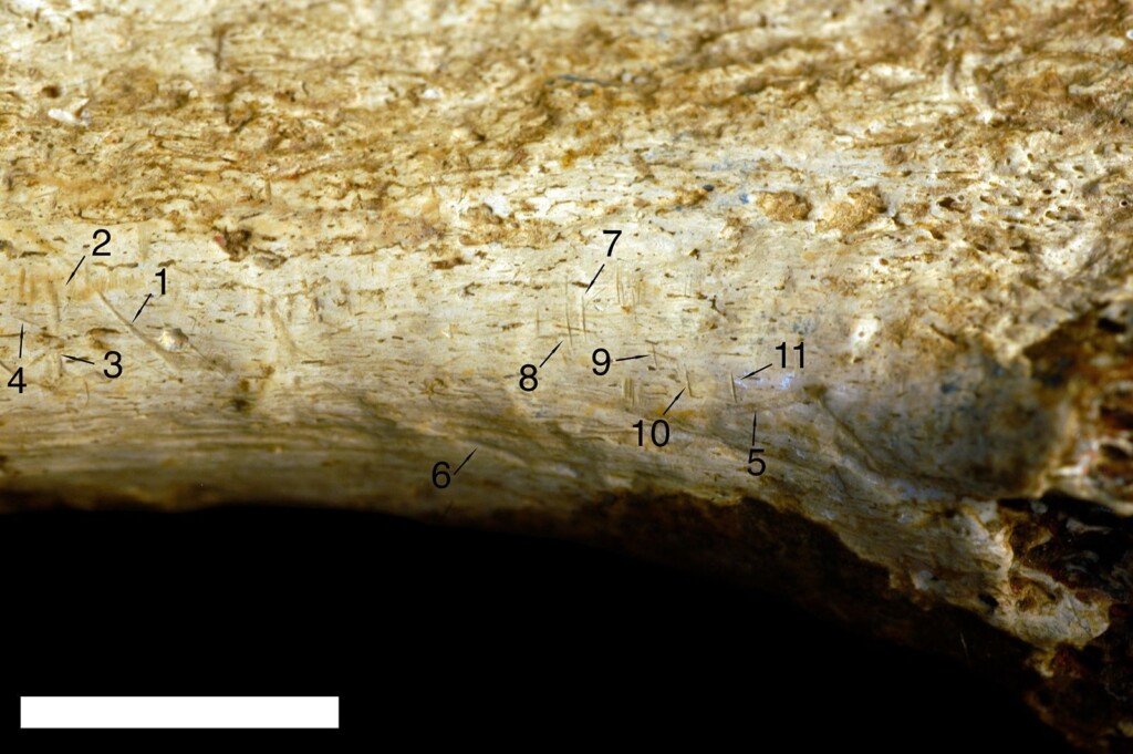 Cut Marks On Fossilized Bone May Reveal Ancient Cannibals