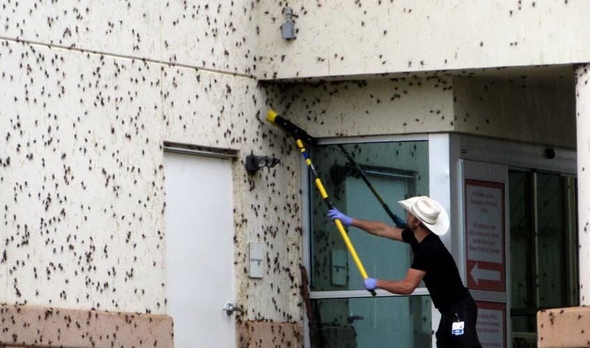 ‘the Gutters Were Filled With Cricket Juice’: Plague Of Pests Creating Havoc In Nevada