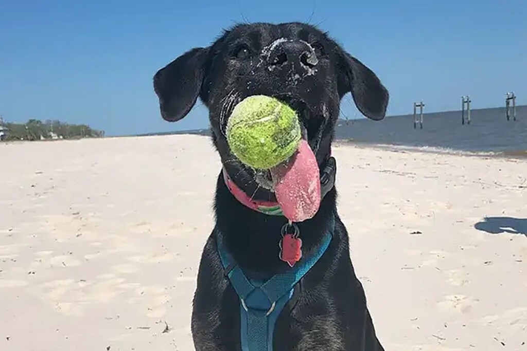 Lab Shepherd Mix Called Zoey Has World’s Longest Dog Tongue