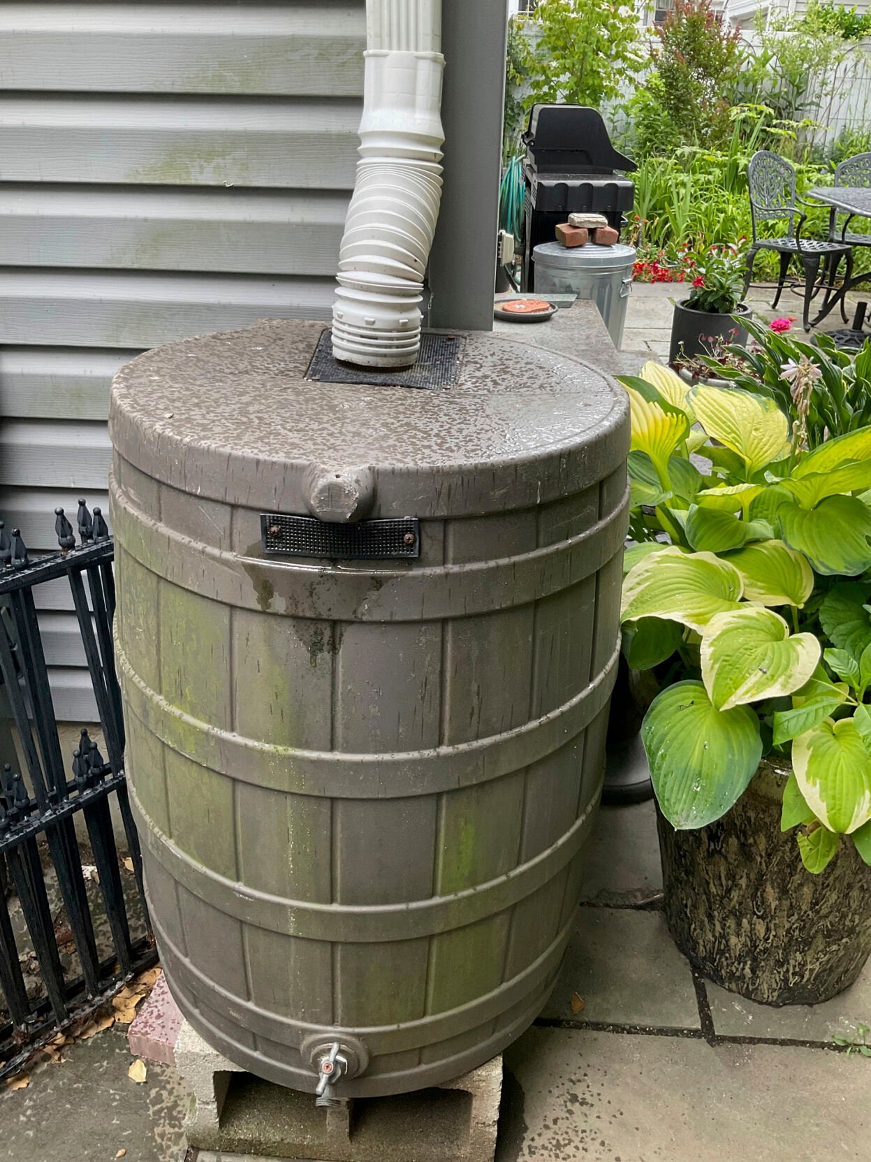 <p>This image provided by Deborah Martin shows a rain barrel connected to a downspout in a garden on June 16, 2023, in Rockville Centre, N.Y. (Deborah Martin via AP)</p>