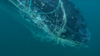 Rescuers Free A Humpback Whale Trapped In Shark Nets In Australia