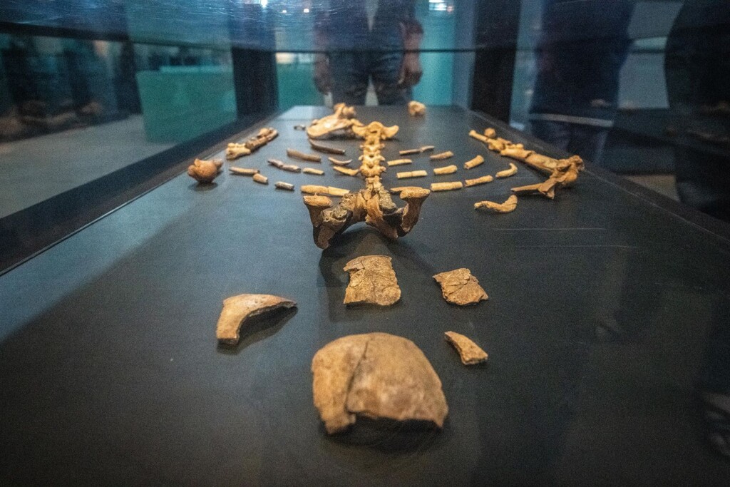 How A 3.2 Million Year Old Human Relative Named Lucy Walked