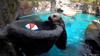 Rescued Sea Otter At The Oregon Zoo Becomes Basketball Star