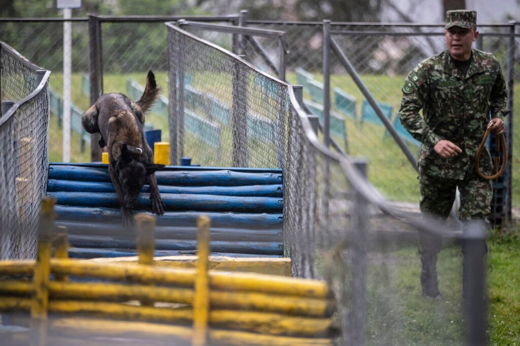Colombian Military Vows To Continue Search For Heroic Dog Who Helped Find Children In Amazon Jungle