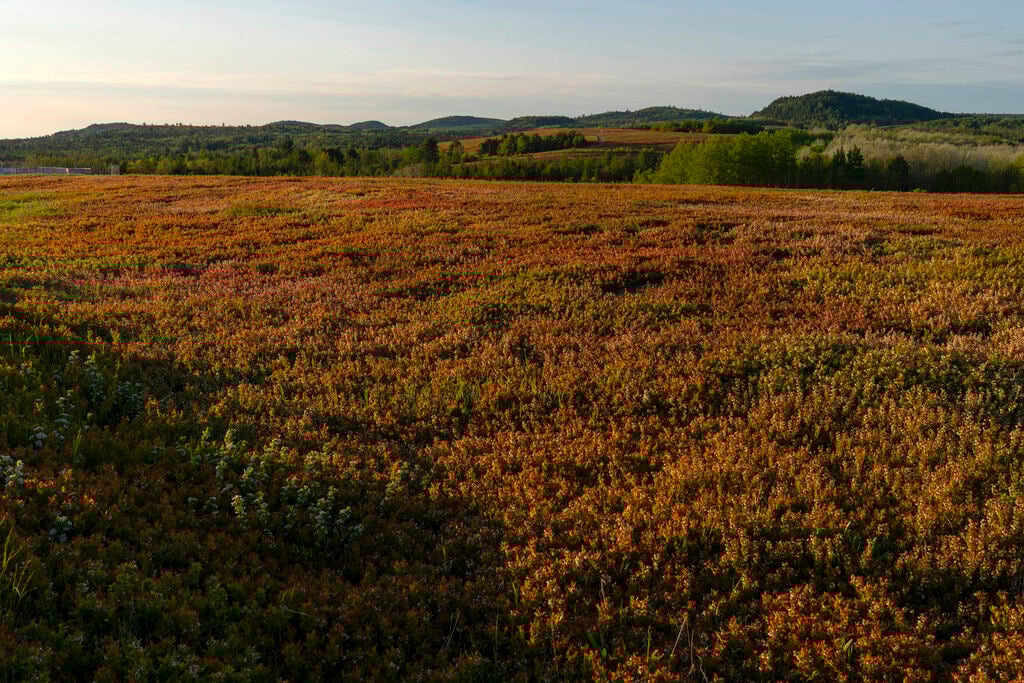 <p>Blueberry blossoms color the landscape near Columbia Falls, Maine.</p>
