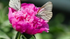 Butterfly Extinct Since 1925 Suddenly Reappears Near London