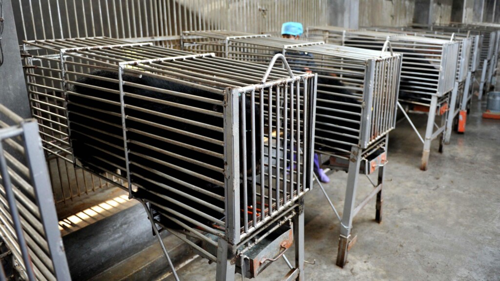 Caged And Cut Open For Bile: The Fight To Free Asia’s Farmed Bears