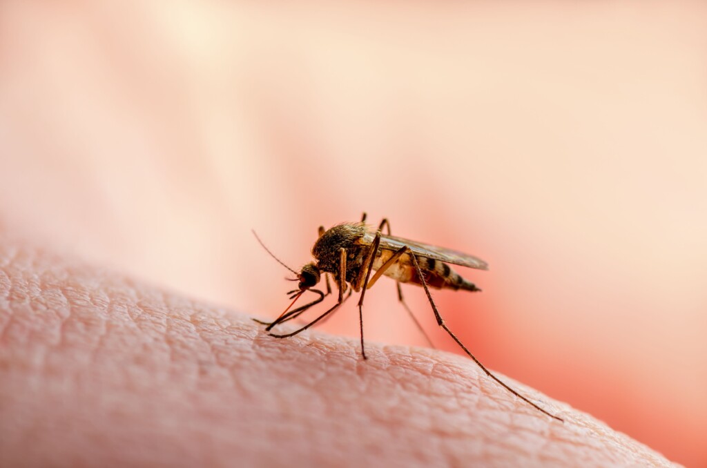 Health Officials In Florida, Texas Keeping Close Watch After Locally Acquired Malaria Cases