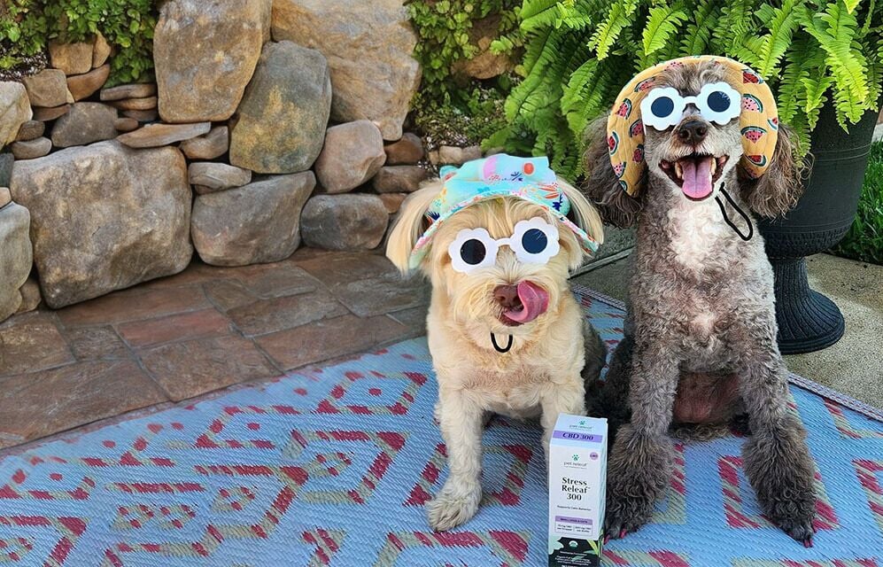 Stress Free Summer Vacation With Pets