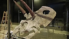 Largest Dinosaur Skull Ever Discovered Goes On Display In Denmark