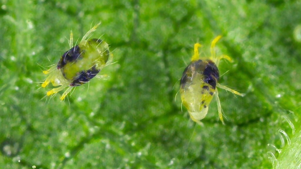 Spider Mite Males ‘undress’ Their Partners To Mate Asap