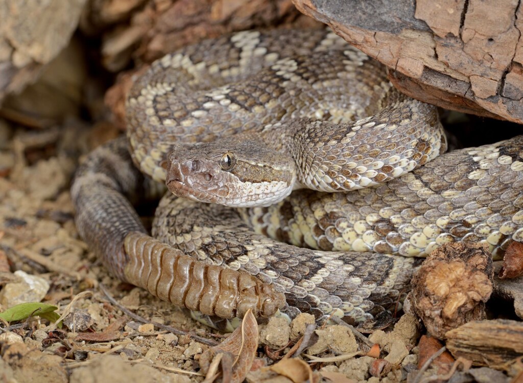 Snakes May Comfort Each Other When Stressed, New Study Finds