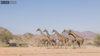 Native Giraffes Return To Angola After Being Driven Out By Decades Of Conflict