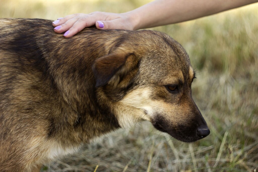 6 Tips For Preventing And Handling Heat Stroke In Dogs