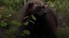 Wolverines Are Making A Surprising Comeback In The U.s. Despite Challenges