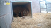 Newborn Sumatran Tiger Makes History At U.k. Safari Park