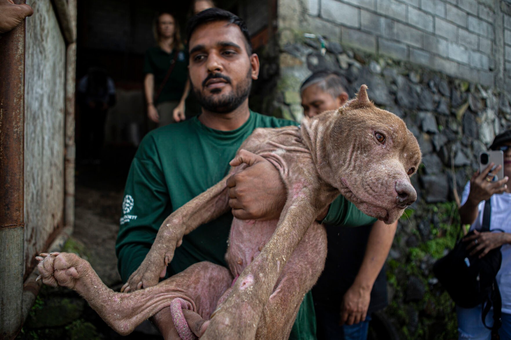 <p>A member of anti-animal cruelty group Humane Society International, (HSI) carries a dog from a slaughter house in Tomohon, North Sulawesi, Indonesia, Friday, July 21, 2023. Authorities on Friday announced the end of the "brutally cruel" dog and cat meat slaughter at a notorious animal market on the Indonesian island of Sulawesi following a years-long campaign by local activists and world celebrities. (AP Photo/Mohammad Taufan)</p>