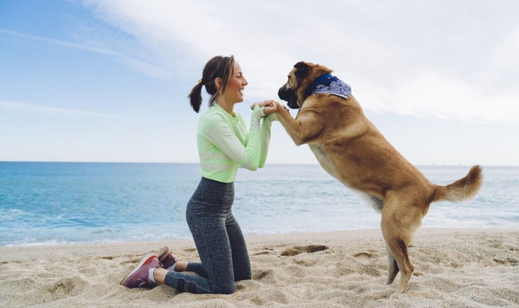 Dog Friendly Beach Destinations You And Your Pooch Will Love
