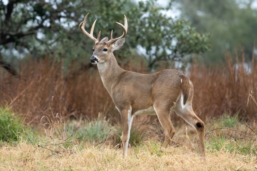 Covid 19 Repeatedly Spread Between Humans And Deer, Study Shows, Raising Concerns About Animal Reservoirs