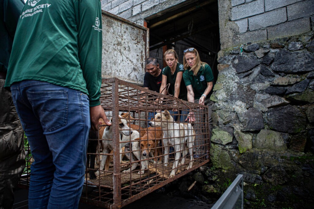 A Notorious Indonesian Animal Market Has Ended Its Brutal Dog And Cat Meat Trade, Campaigners Say