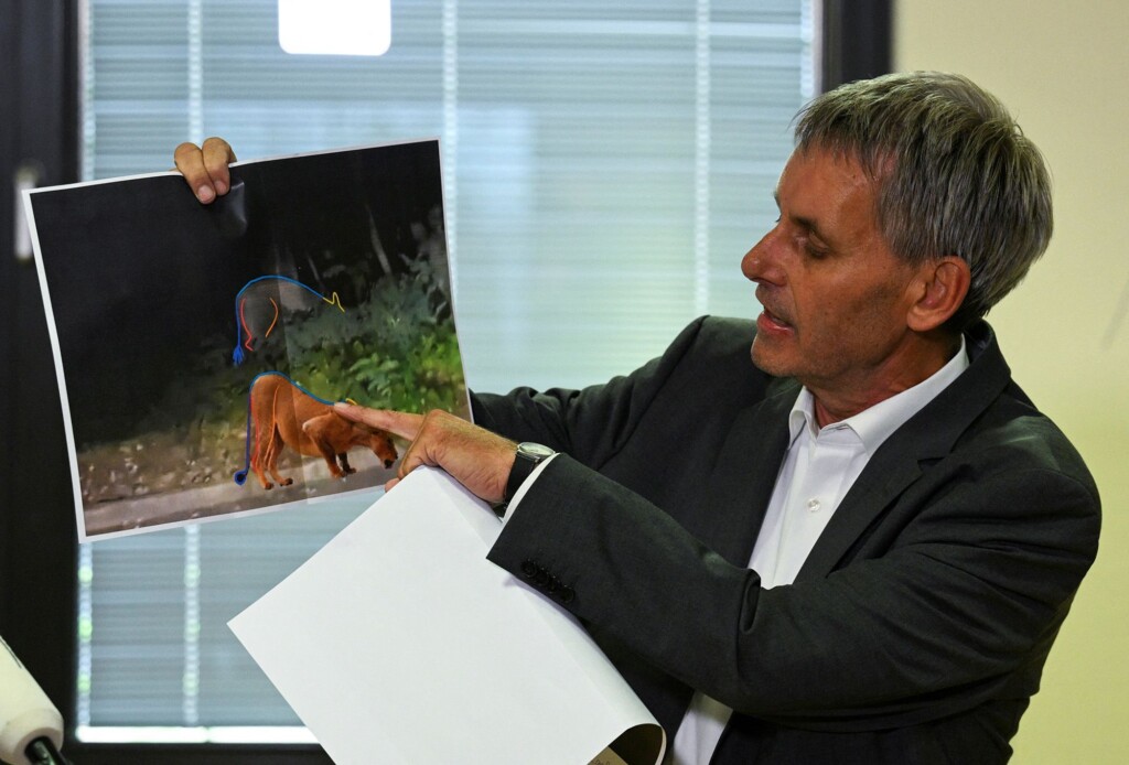 Berlin Authorities Abandon Hunt For ‘lioness,’ Saying They Found No Evidence Of A Wild Animal