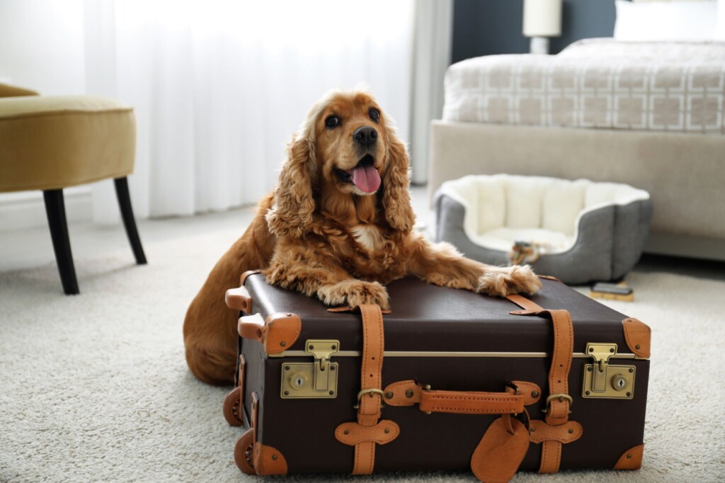 6 Dog Friendly Vacation Ideas For Your Next Getaway