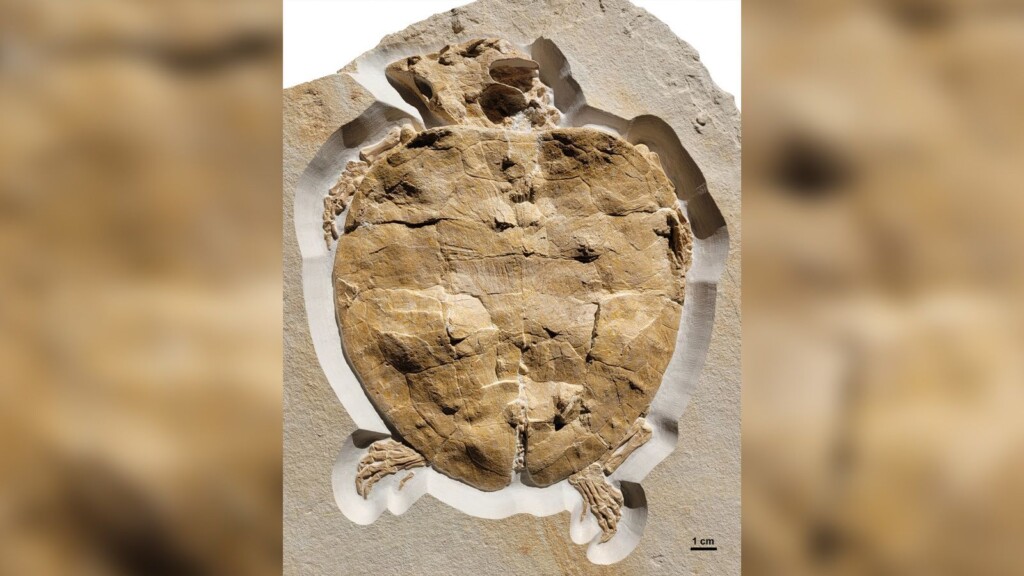Exquisitely Preserved Fossil Of Jurassic Sea Turtle Includes Near Complete Skull And Limbs