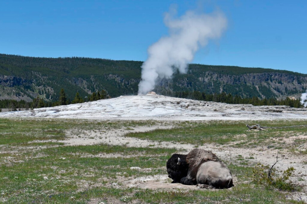 Woman Injured In ‘head On’ Yellowstone Bison Attack Says ‘yes’ To Boyfriend’s Hospital Proposal