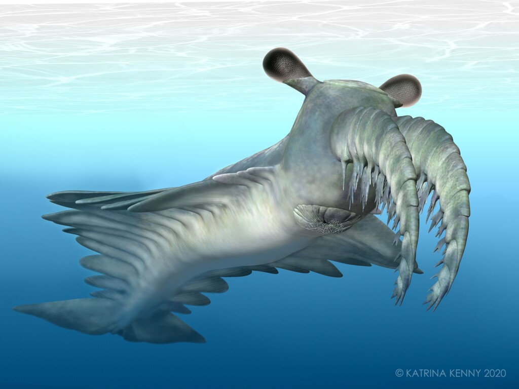Ancient Shrimplike Predator Was Misunderstood, According To New Research