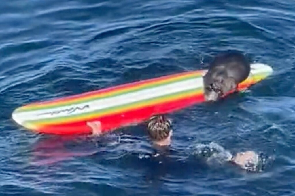 Wildlife Officials Search For A Wayward Sea Otter Harassing Surfers And Kayakers Off The California Coast