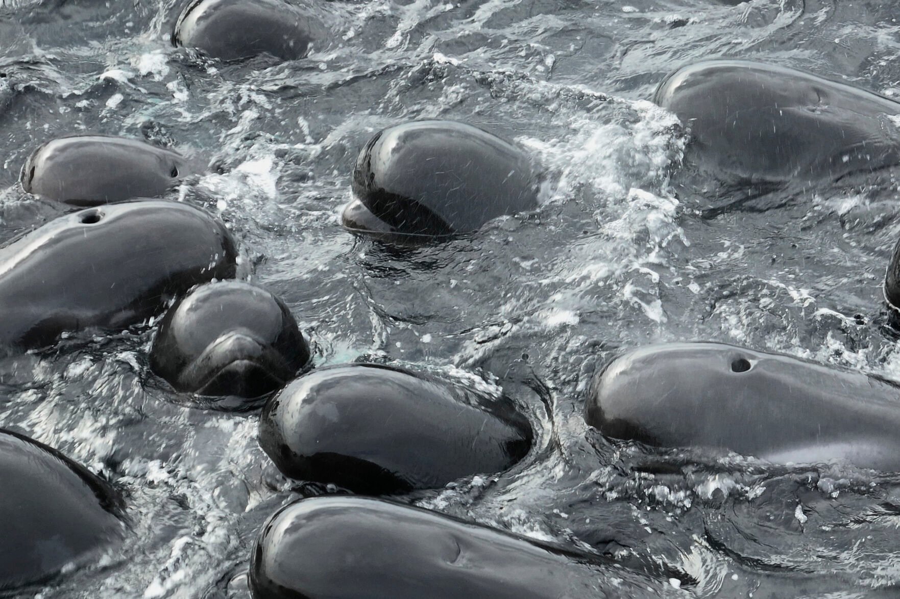 <p>In this photo provided by the Department of Biodiversity, Conservation and Attractions, a pod of long-finned pilot whales gather closely near Cheynes Beach east of Albany, Australia, Tuesday, July 25, 2023, before stranding. Nearly 100 pilot whales stranded themselves on the beach in western Australia and about half had died by Wednesday morning, despite the efforts of wildlife experts and volunteers to save them. (DBCA via AP)</p>