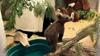 Orphaned Bear Cubs Reunited In San Diego For A Second Chance At Life