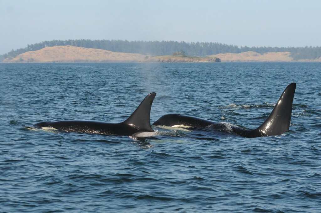 Why Grandmother Killer Whales Go Through Menopause