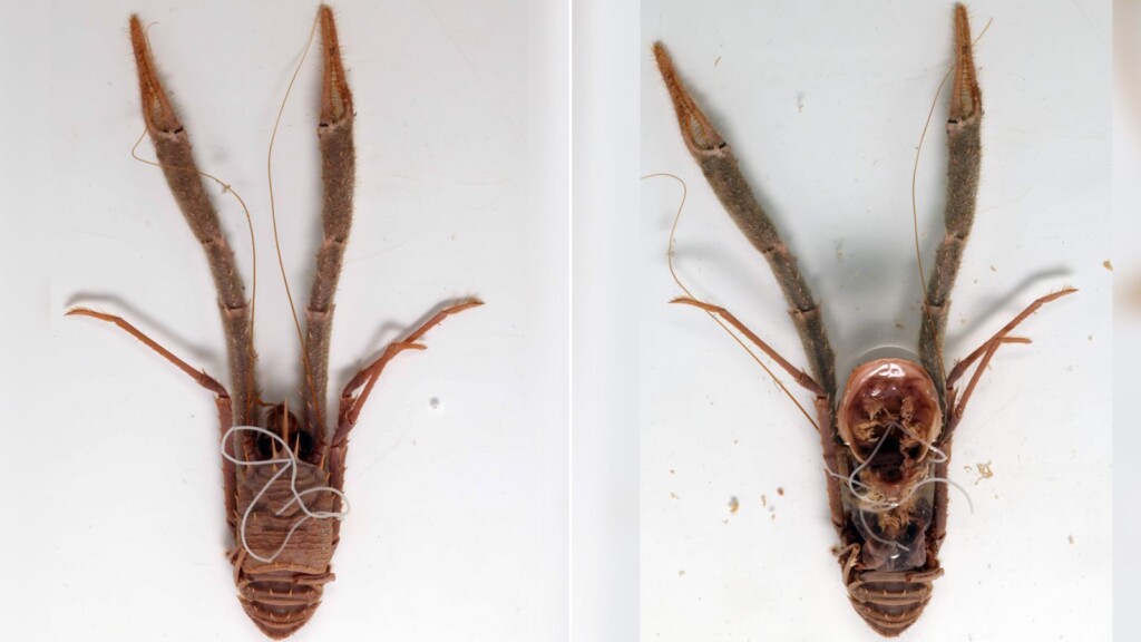 Worms That ‘mind Control’ Insects Are Genetic Oddballs, And Scientists Have No Idea Why