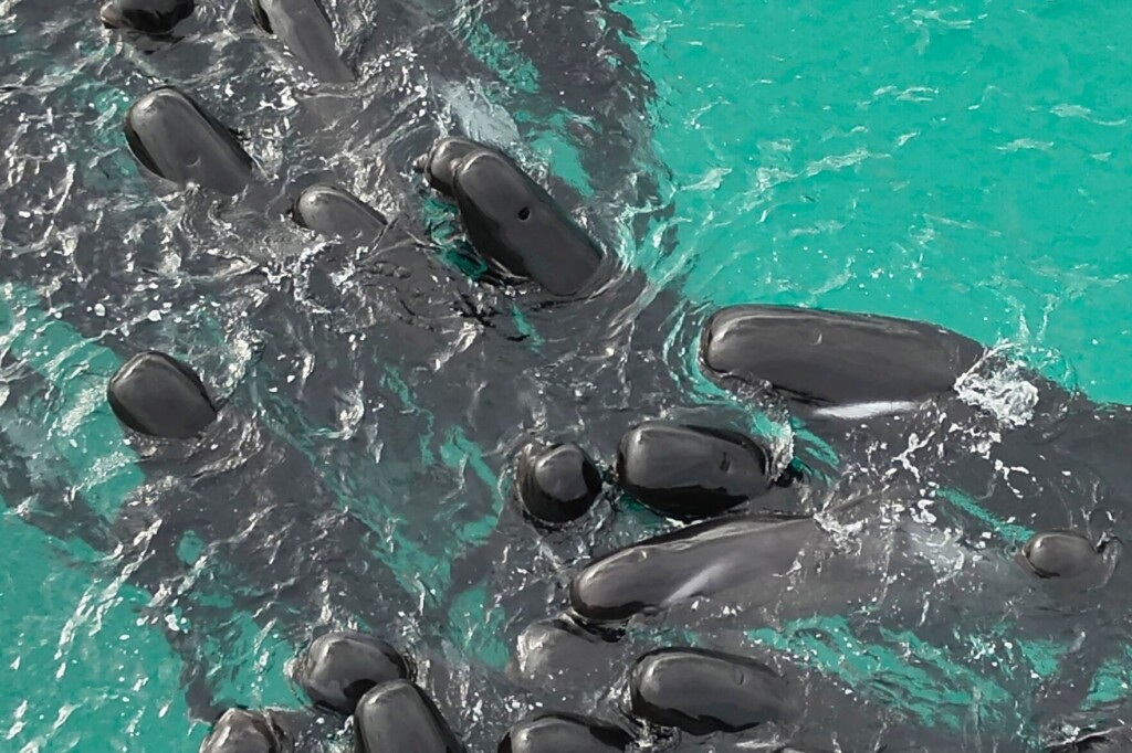 Last Of Nearly 100 Pilot Whales That Beached On Australia’s Coast Are Euthanized After Rescue Fails