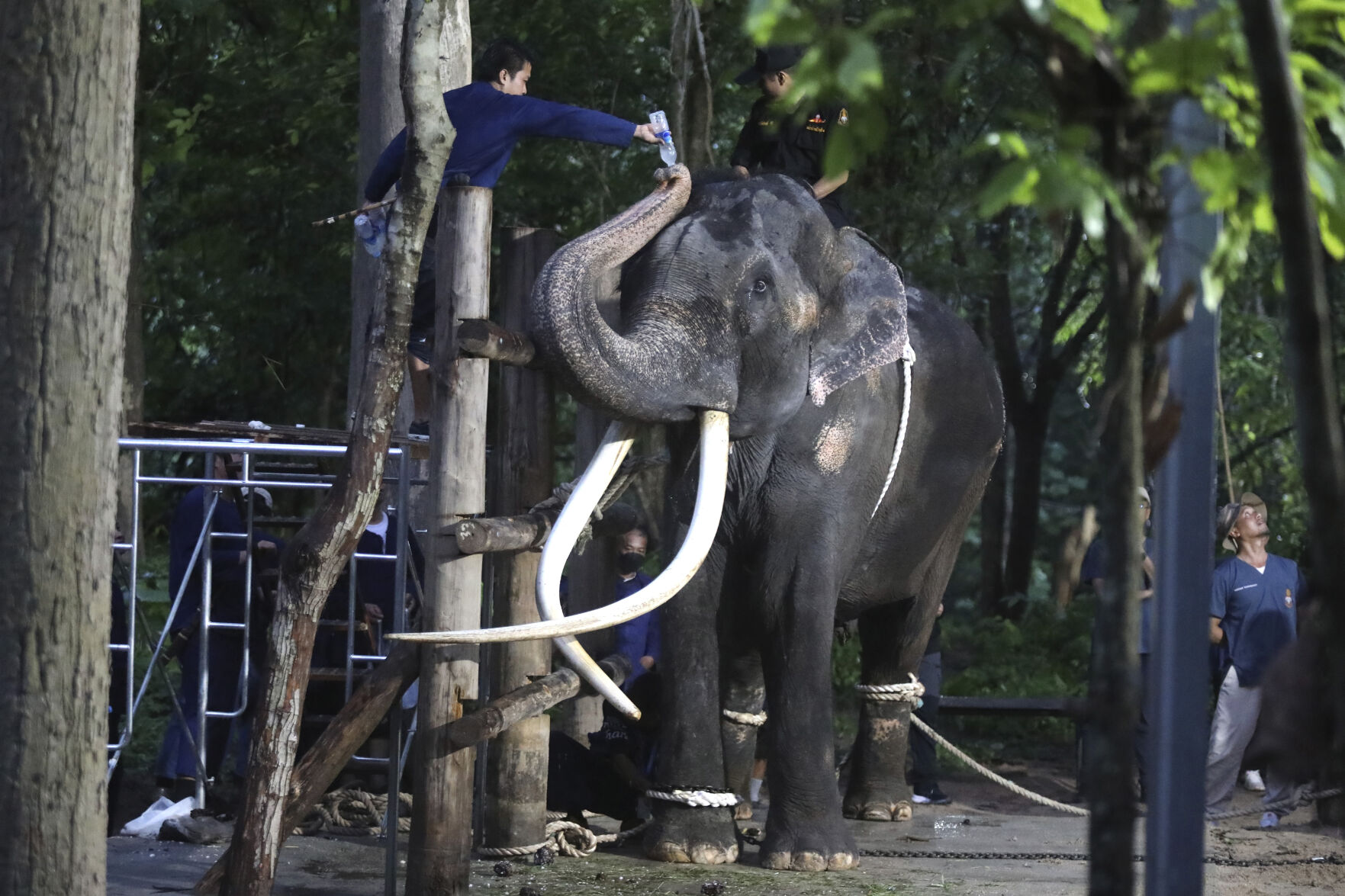 <p>A veterinarian gives water to "Sak Surin," an ailing elephant that had allegedly not been well cared-for in Sri Lanka.</p>