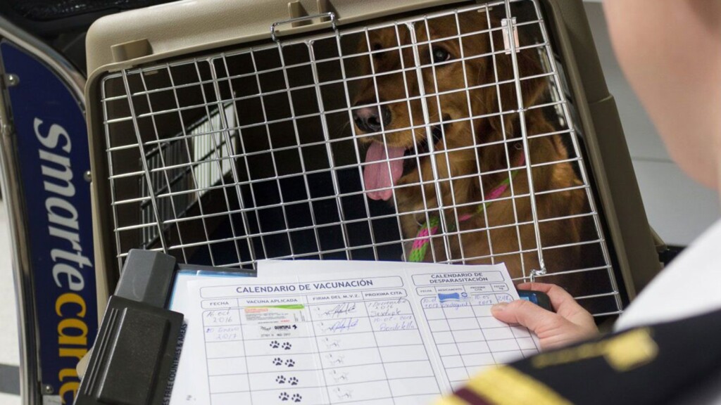 To Keep Us Free Of Dog Rabies, Cdc Proposes Updates To Dog Import Rules For The First Time In 70 Years
