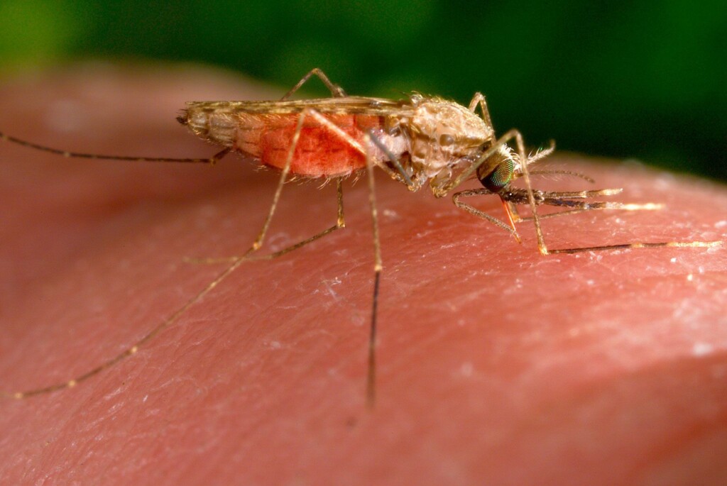 Cases Of Locally Acquired Malaria Rise To Six In Florida