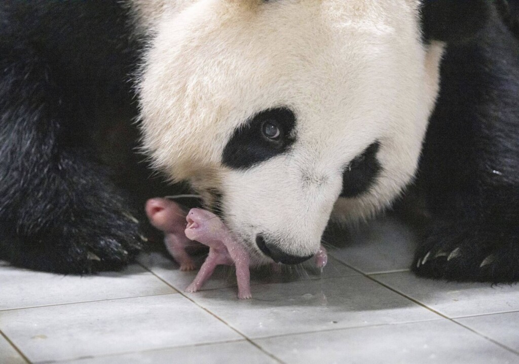 Panda Twins Born In South Korea For The 1st Time