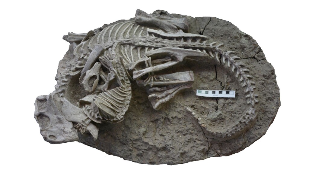 Fossil Reveals The Unexpected Moment A Cat Size Mammal Took On A Dinosaur Three Times Its Size