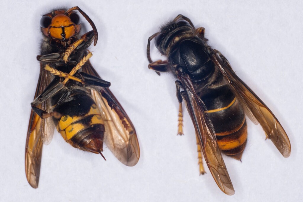 Invasive Yellow Legged Hornets Spotted In Us For First Time, Pose Threat To Honeybees