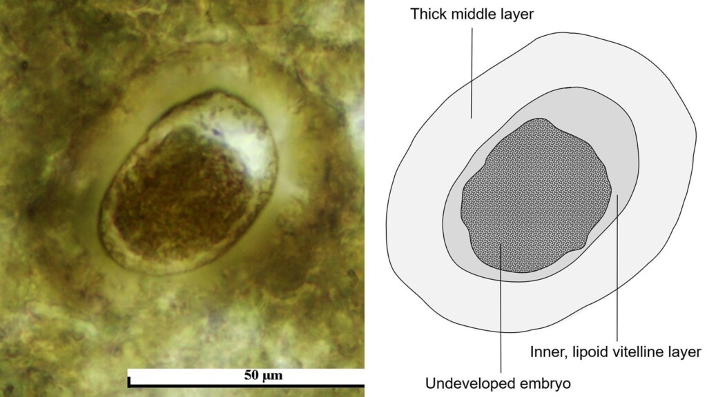 Triassic Croc Like Reptile Was Riddled With Parasites, Fossilized Poop Reveals