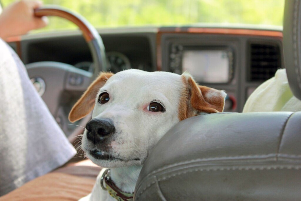 How To Calm A Dog With Car Anxiety