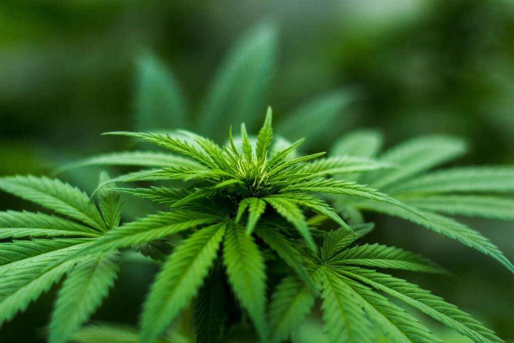 Marijuana Users Have More Heavy Metals In Their Bodies
