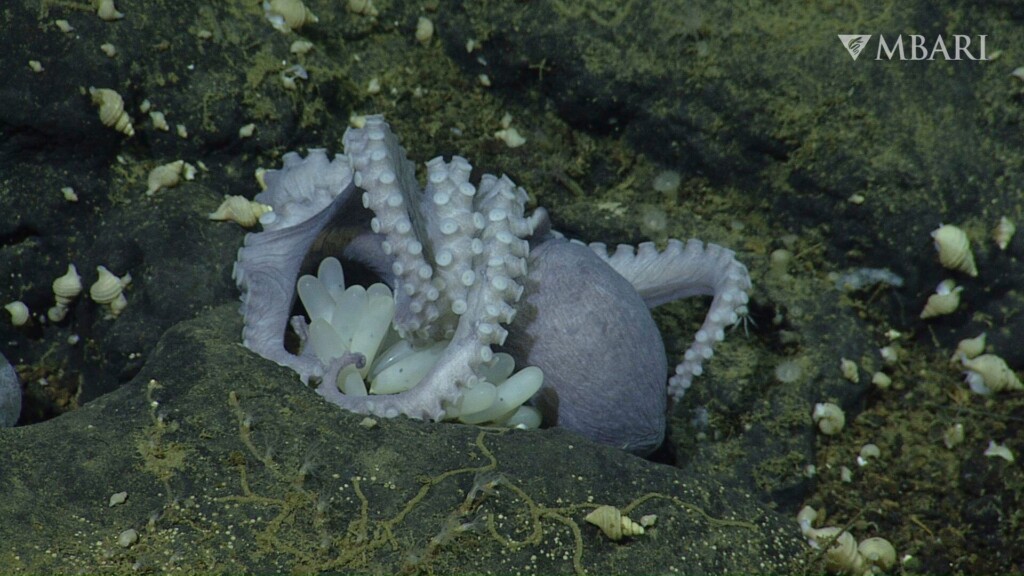 Deep Sea ‘hot Tubs’ Help Octopus Moms Hatch Their Eggs Faster