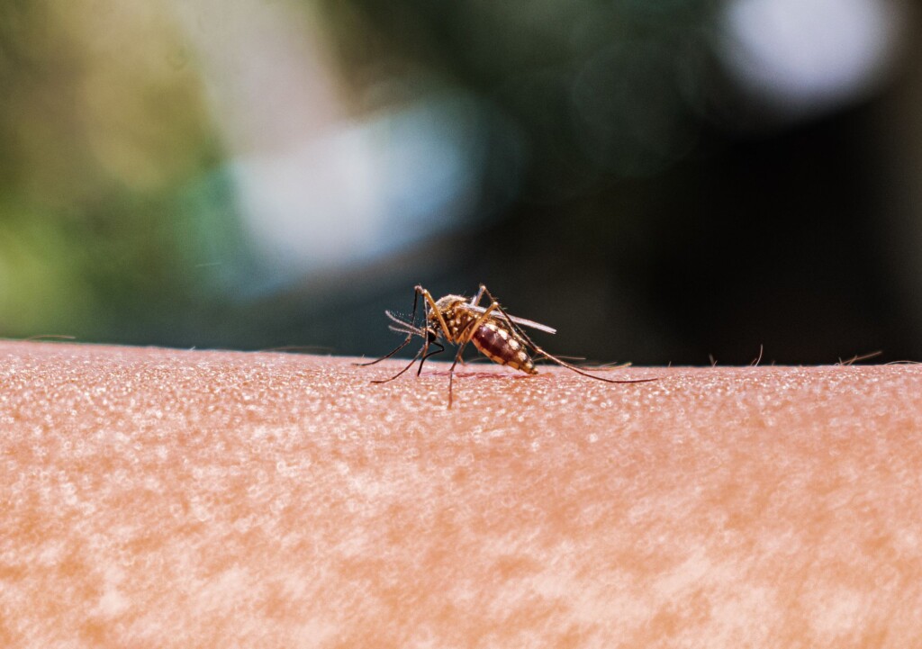 Case Of Locally Acquired Malaria Reported In Maryland